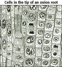 cells onion root tip.gif - 46129 Bytes